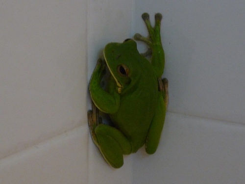Frosch in de